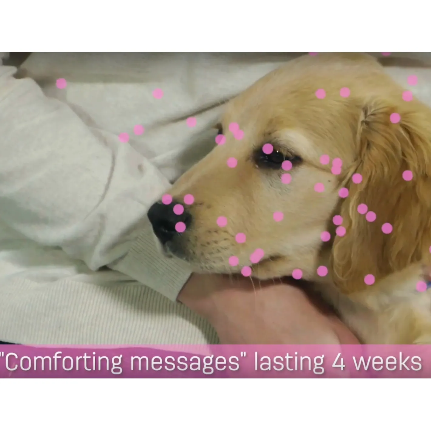Adaptil Junior - On the Go & Training Pheromone Collar for Puppies Fashion