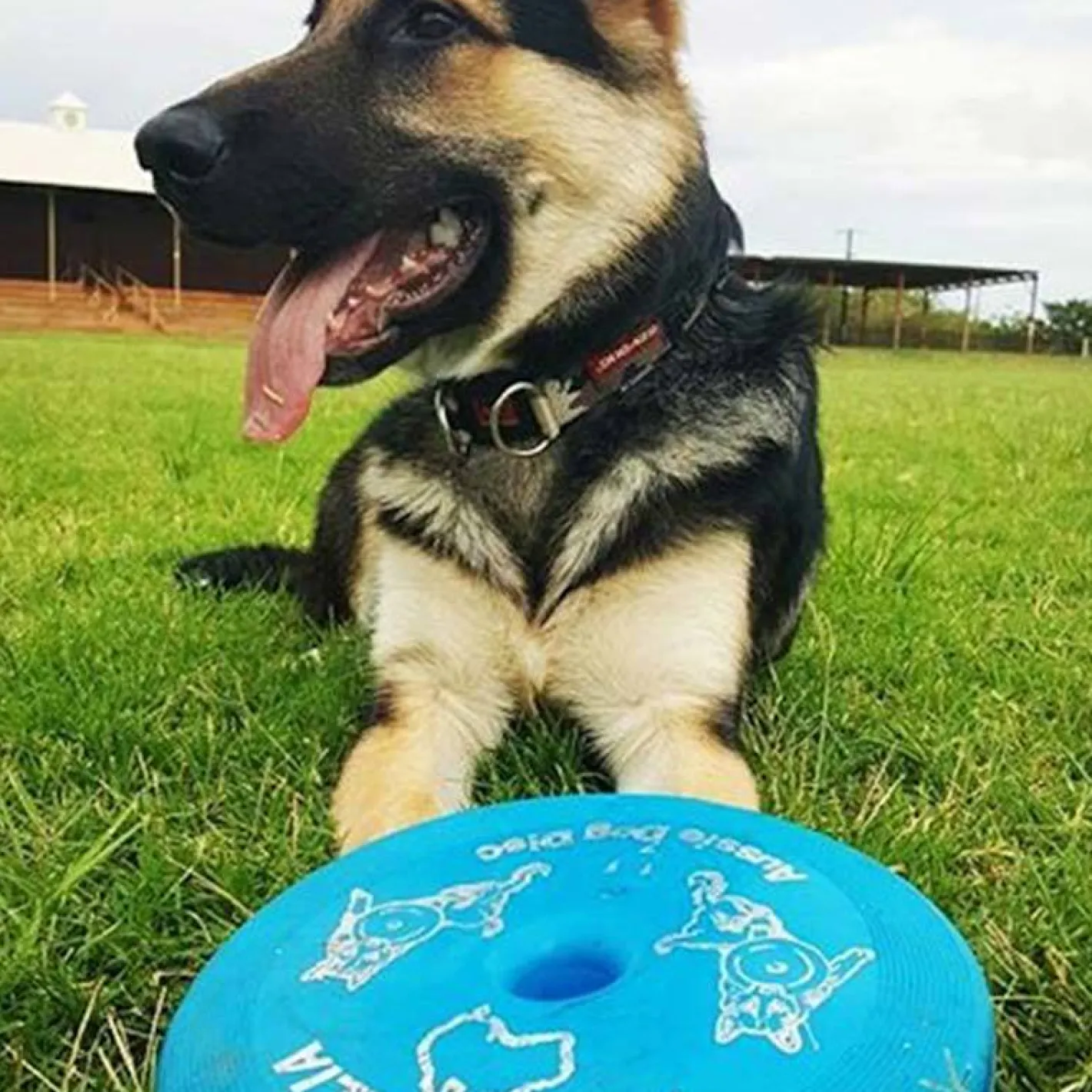 Aussie Dog Flying Disc Fetch Dog Toy - Blue Soft Frisbee New