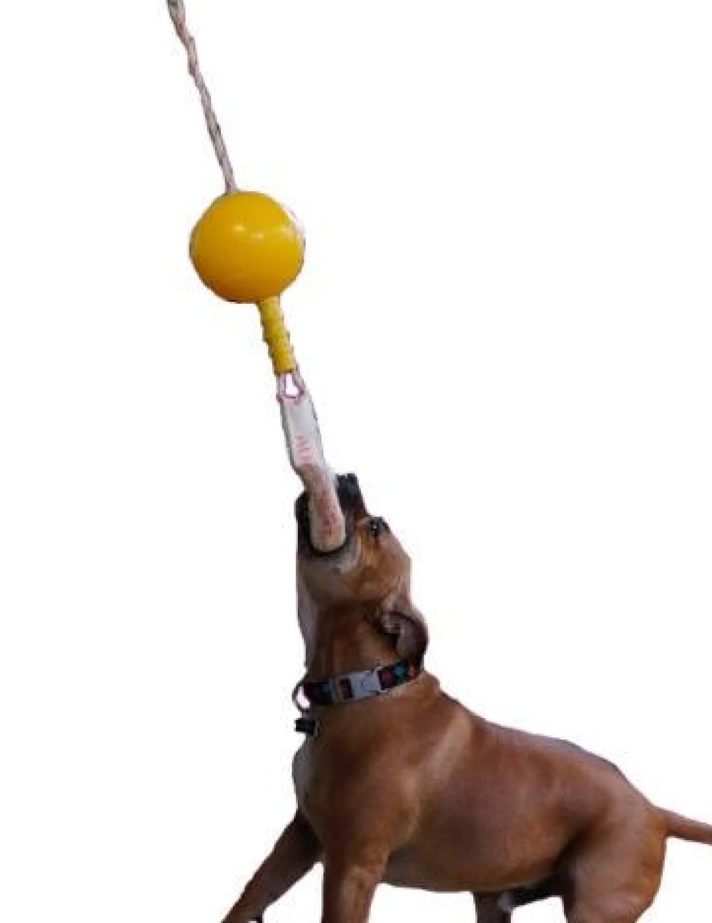 Aussie Dog Home Alone Hanging Treat Dispensing Dog Toy - Medium Online