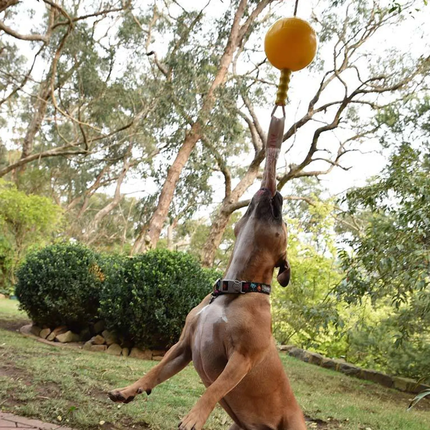Aussie Dog Home Alone Hanging Treat Dispensing Dog Toy - Medium Online
