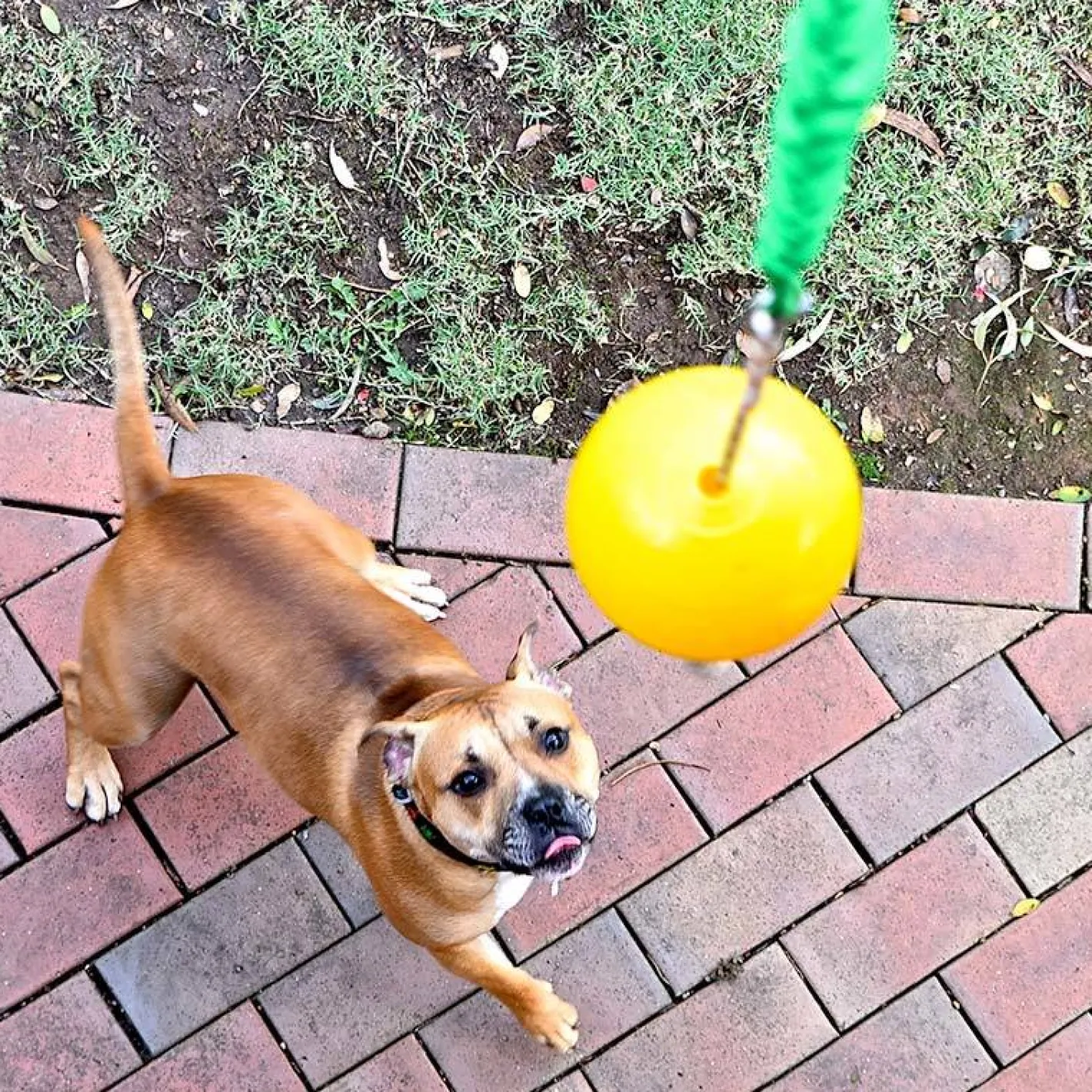 Aussie Dog Home Alone Hanging Treat Dispensing Dog Toy - Medium Online