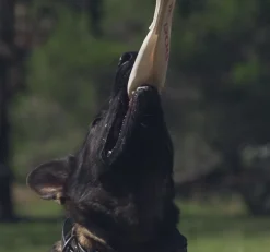 Aussie Dog Home Alone Hanging Treat Dispensing Dog Toy - Large Fashion