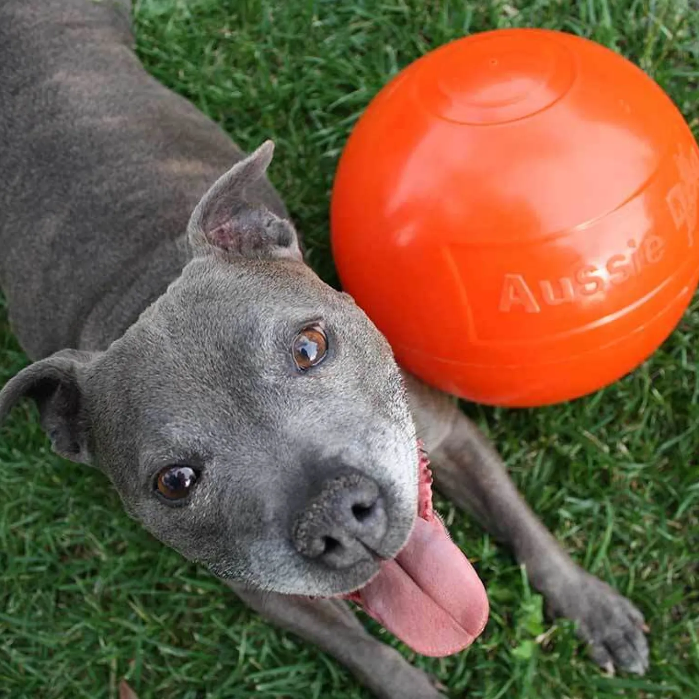 Aussie Dog Staffie Ball - Extra Tough Large Rattle Dog Toy Outlet