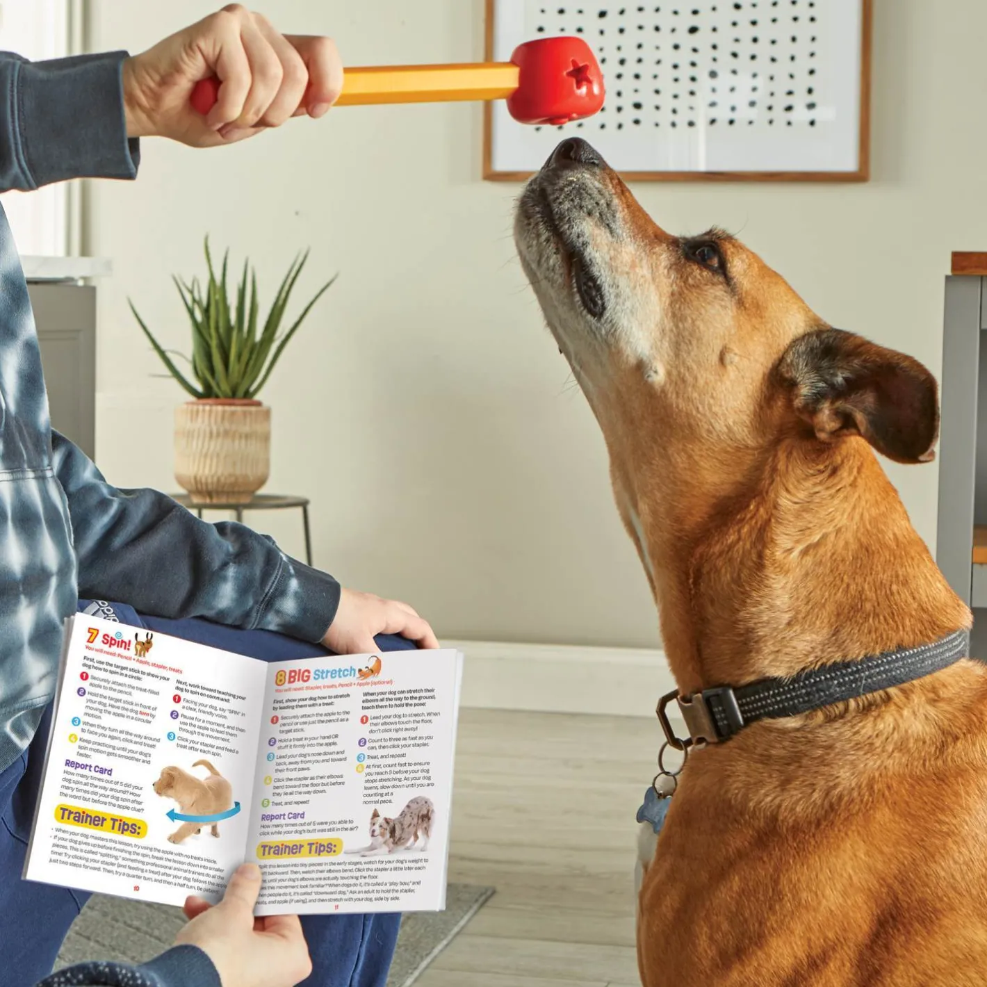 Brightkins Pooch School! Interactive Dog Training Set - Perfect for Puppies Best