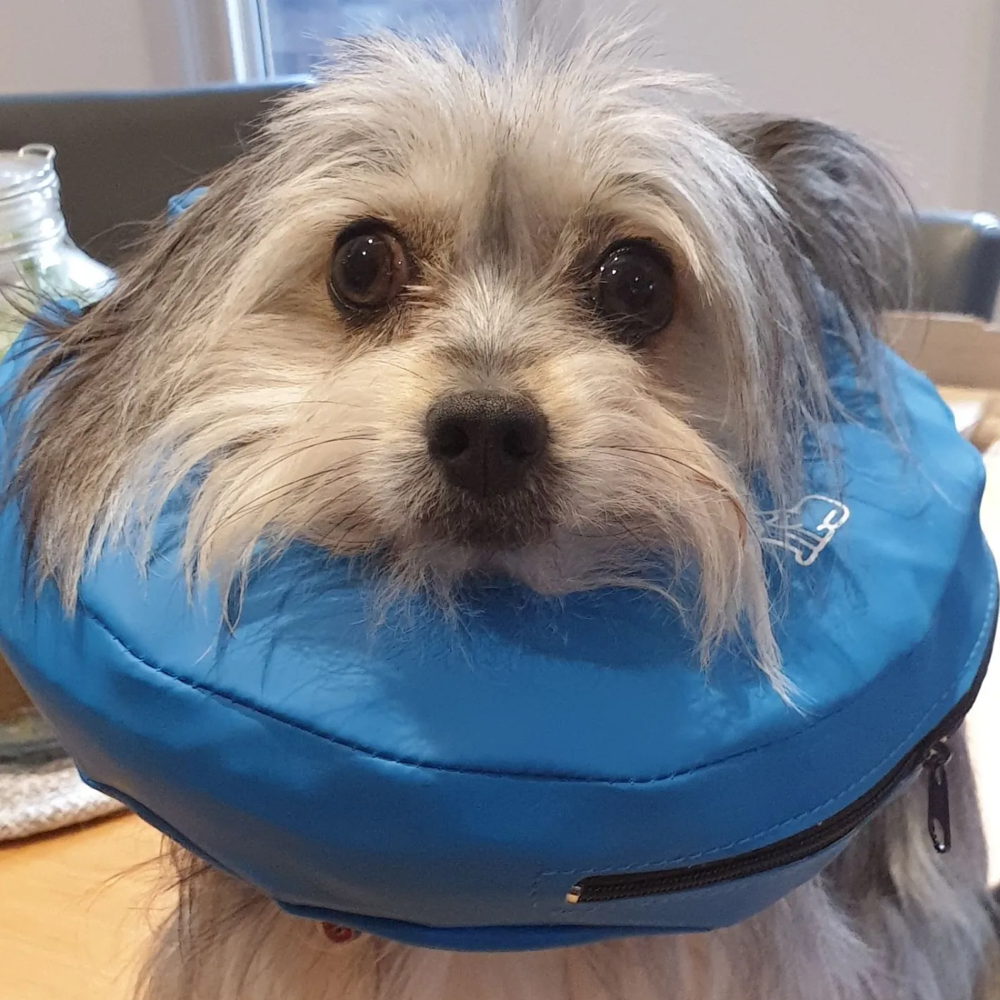 Buster Inflatable Medical Post Surgery Protective Nylon Dog Collar - XX-Large New