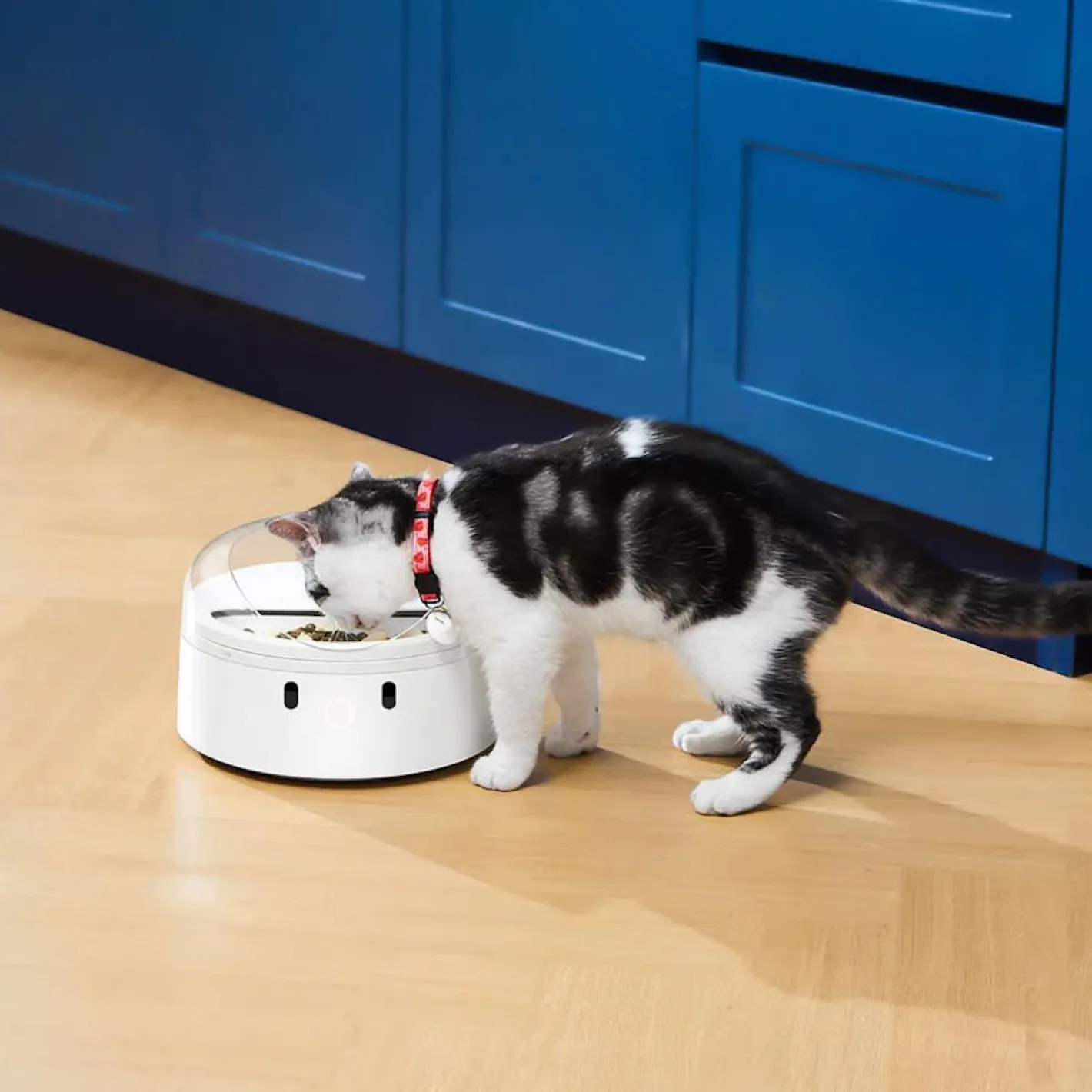 Petkit CATLINK RFID Smart Feeder – Automatic Meal Dispenser for Cats & Small Dogs Hot