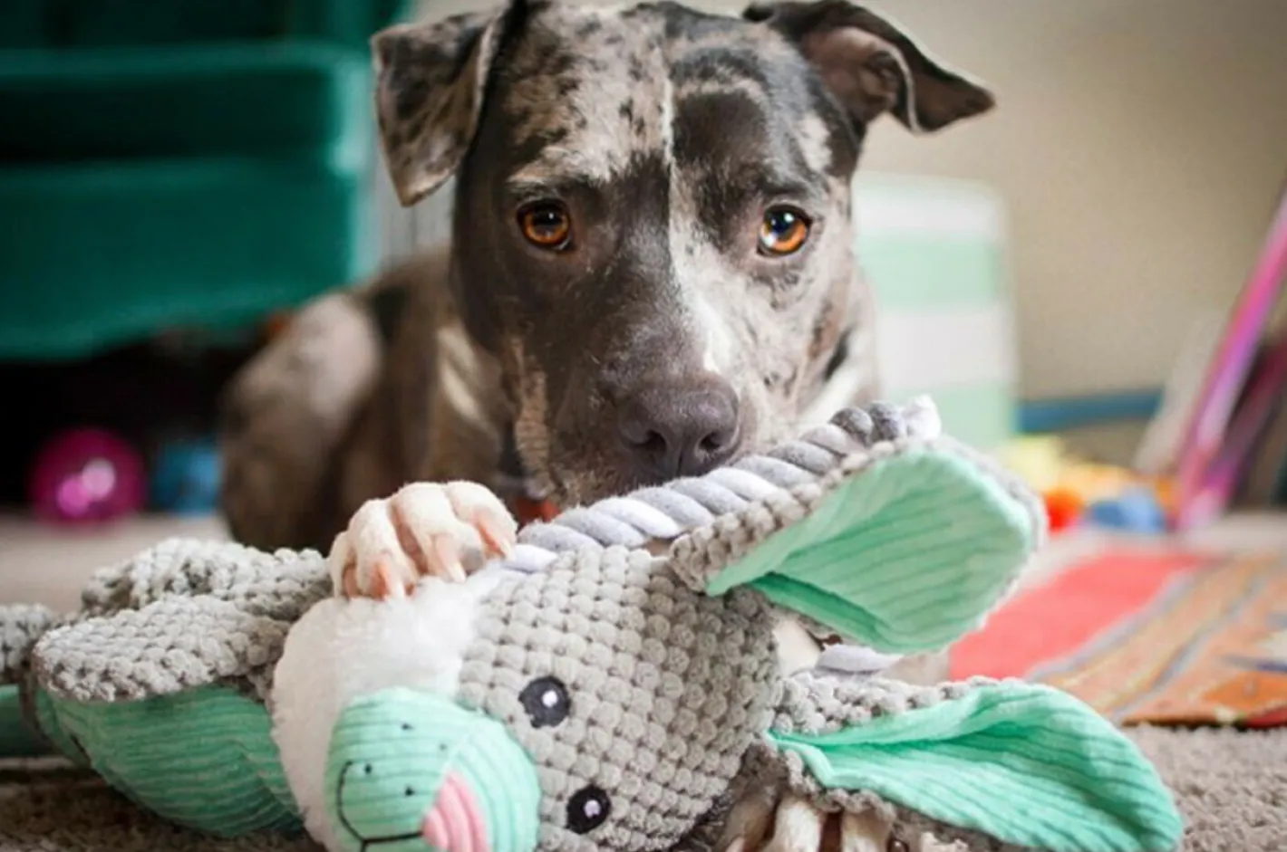 Charming Pet Scrunch Bunch & Squeak Dog Toy - Bunny Sale