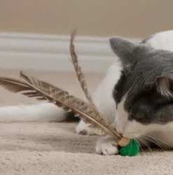 Go Cat Da Bird Kitty Kopter - Feather Cat Toy Clearance