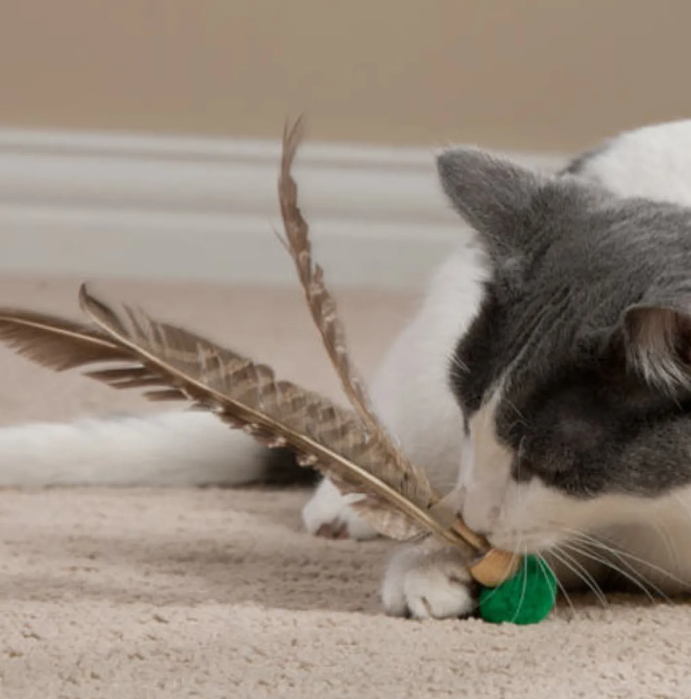 Go Cat Da Bird Kitty Kopter - Feather Cat Toy Clearance