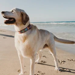 Doog Neoprene Clip Dog Collar - Scooby Candy Stripes Online