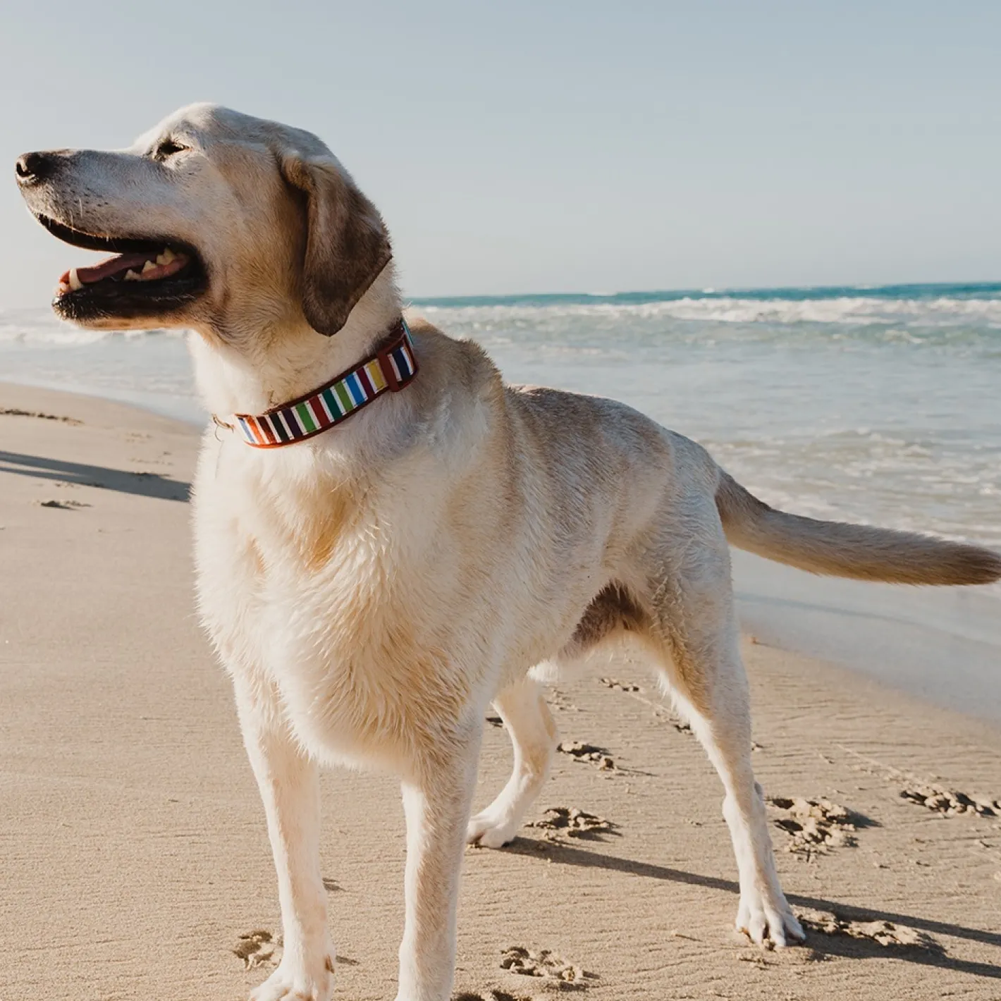 Doog Neoprene Clip Dog Collar - Scooby Candy Stripes Online