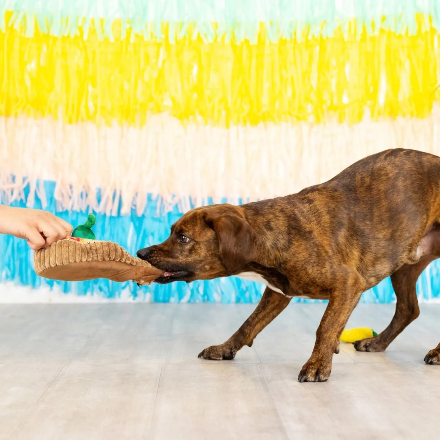 Fringe Studio Fiesta Till You Siesta Guitar & Chili Hide & Seek Burrow Dog Toy Sale