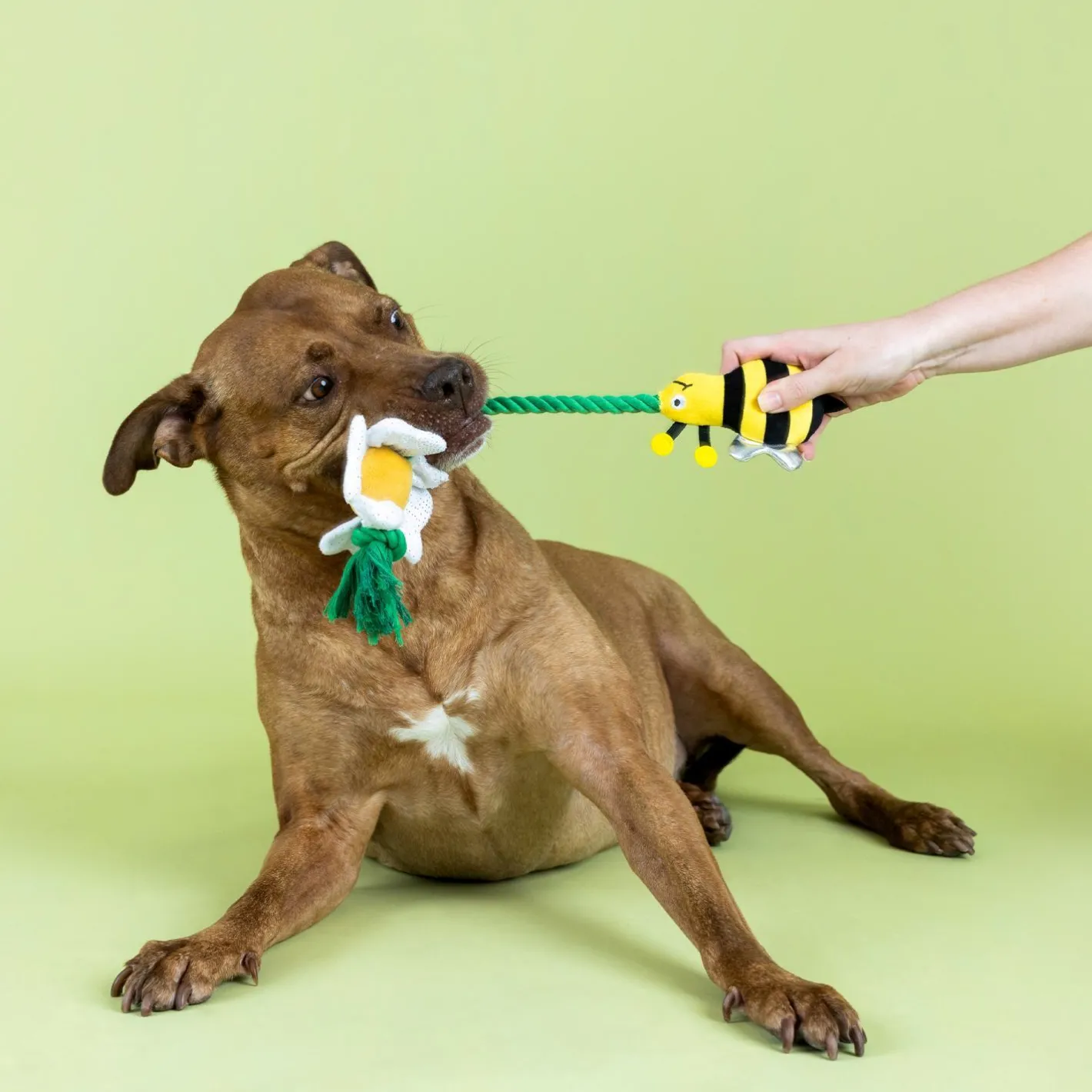 Fringe Studio Im Pollen For You Plush & Tug Rope Dog Toy Discount
