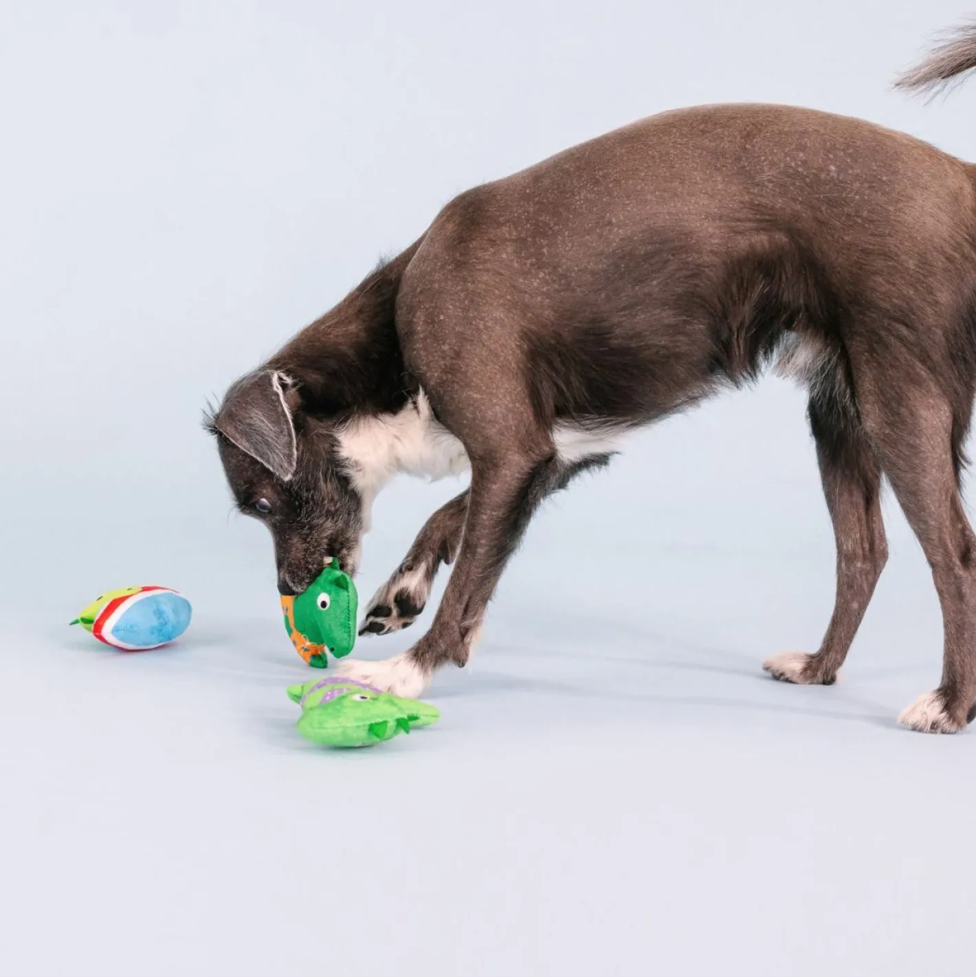 Fringe Studio Rawr-ing Summer Swimming Dinosaurs 3-piece Small Dog Toys Online