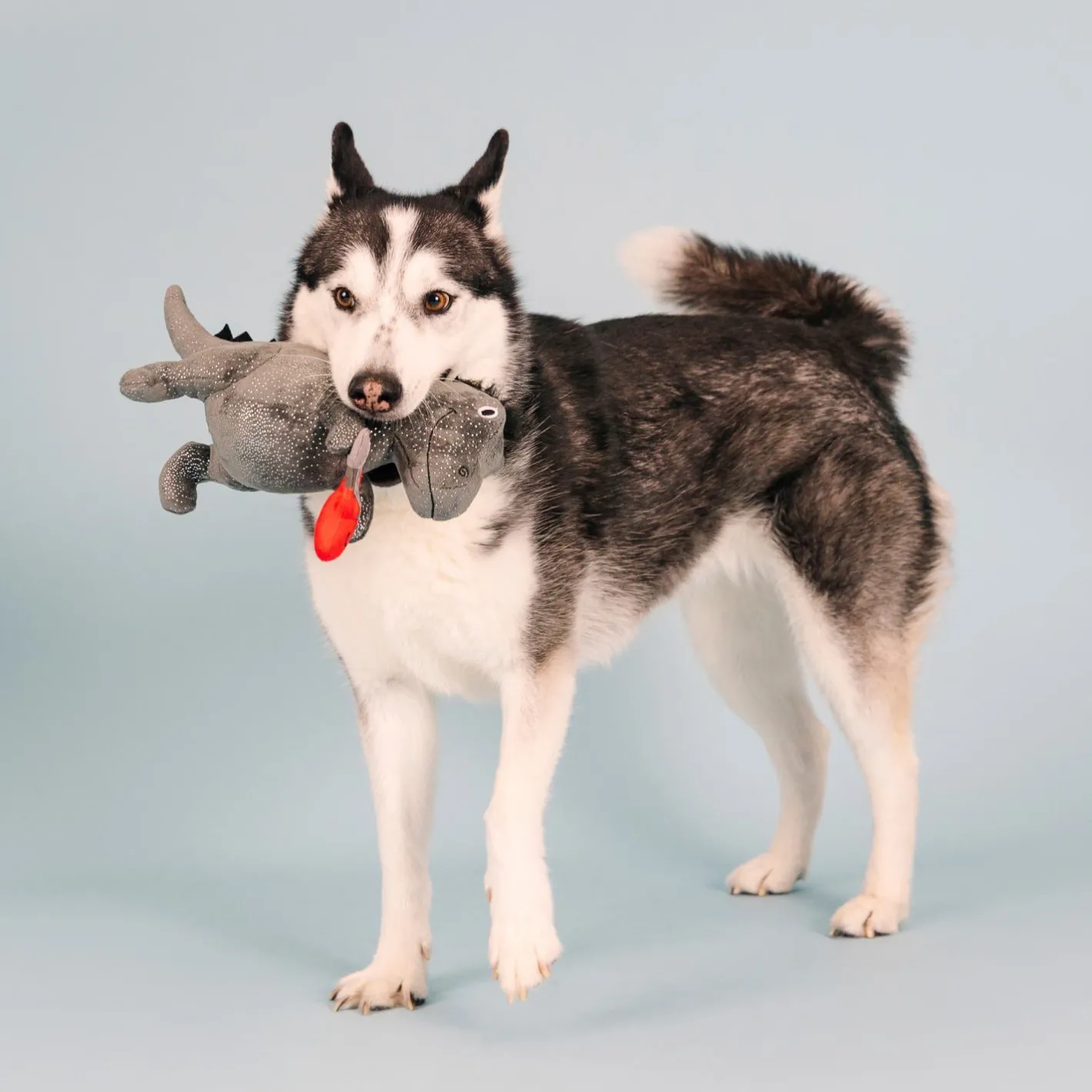 Fringe Studio Rocker Rex Dinosaur Plush Dog Toy - Extra Large Sale