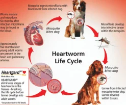 Heartgard 30 Plus Chews for Large Dogs 23-45kg Brown (6s) Sale