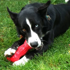 KONG Beezles Squeaker & Rattle Fetch Ball Dog Toy Assorted Colours Clearance