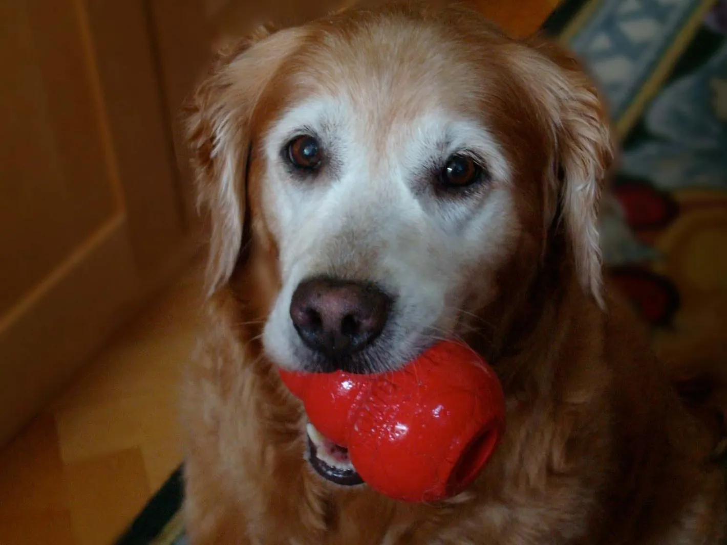 KONG Classic Red Stuffable Non-Toxic Fetch Interactive Dog Toy Best