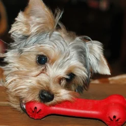 KONG Classic Rubber Goodie Interactive Treat Holder Bone Dog Toy Discount