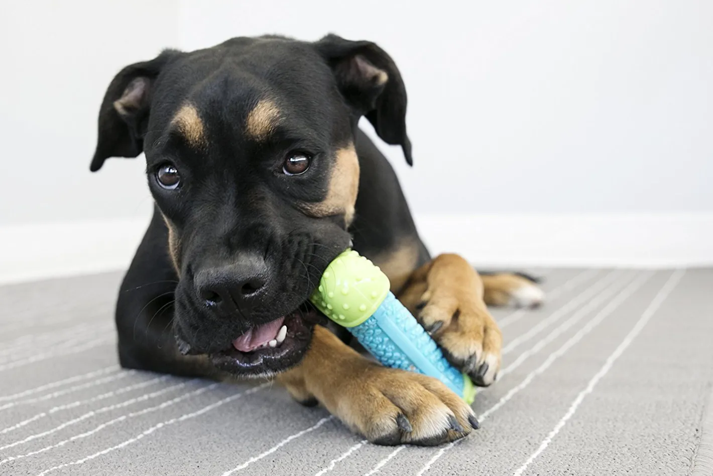 KONG CoreStrength Multilayered Textured Dog Toy - Ball Shape Clearance