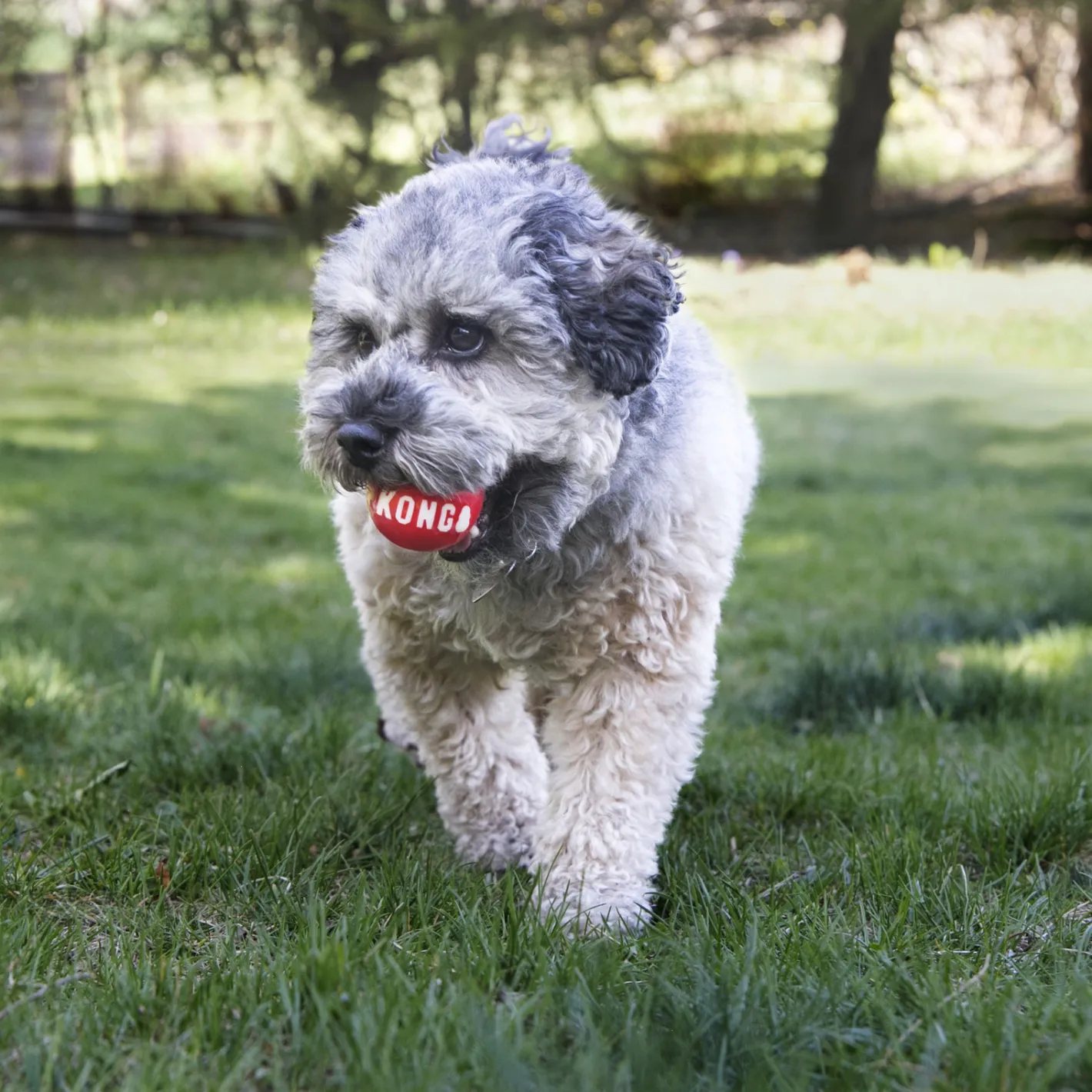 KONG Durable High Bounce Signature Dog Fetch Balls 2-pack Sale