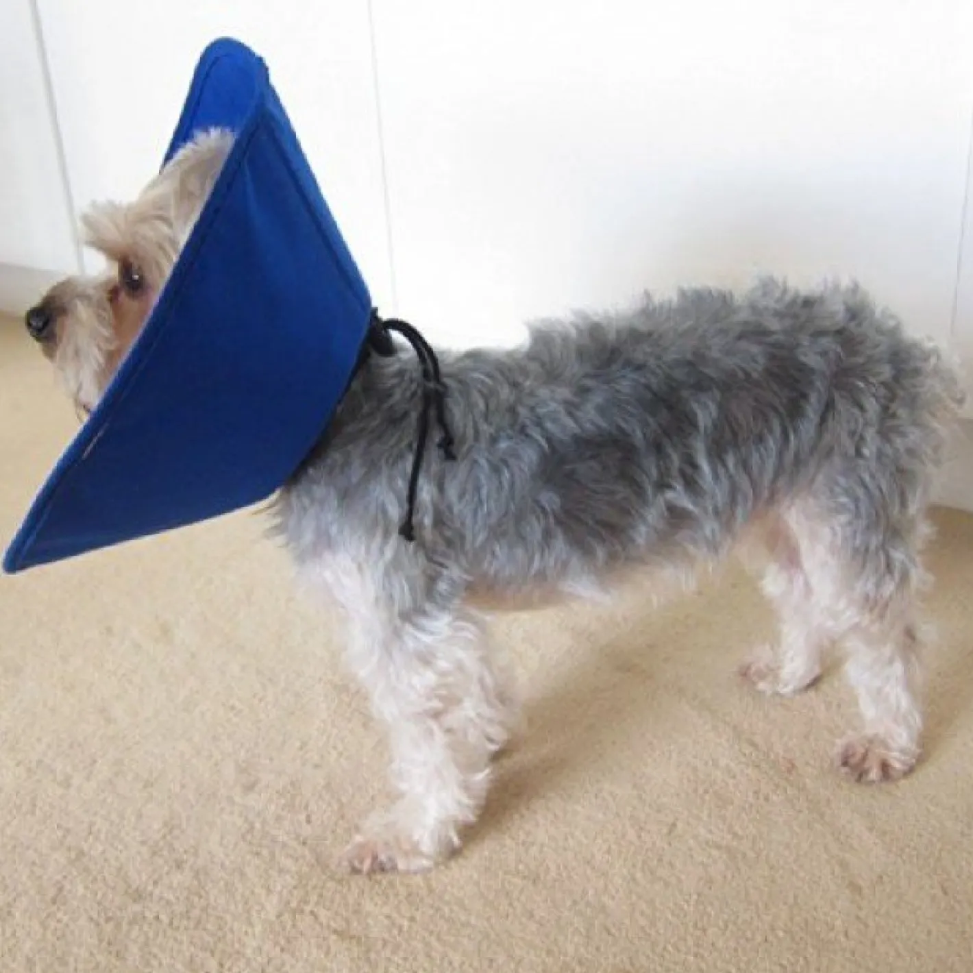 KONG EZ Soft Elizabethan Medical Collar for Cats & Small Dogs Online