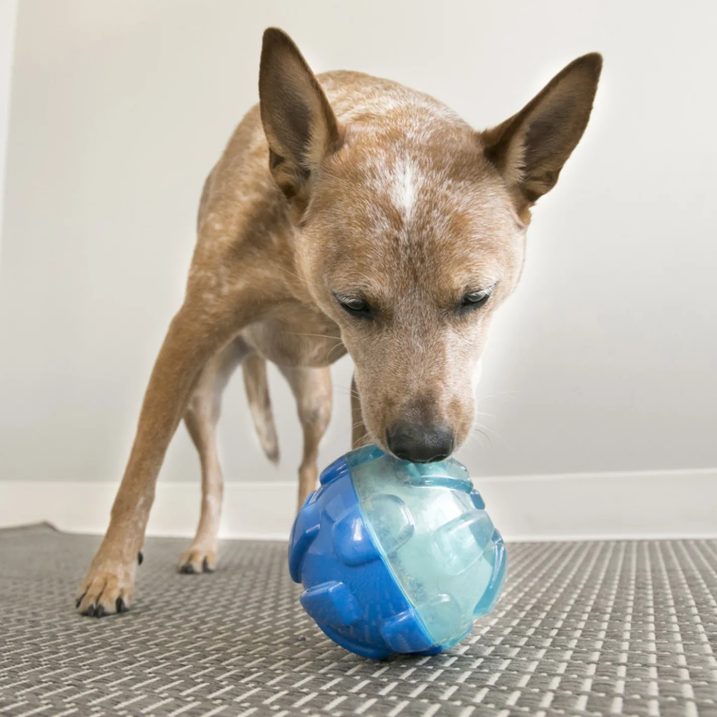 Kong Rewards Ball Interactive Treat Dispening Dog Toy - Large Discount