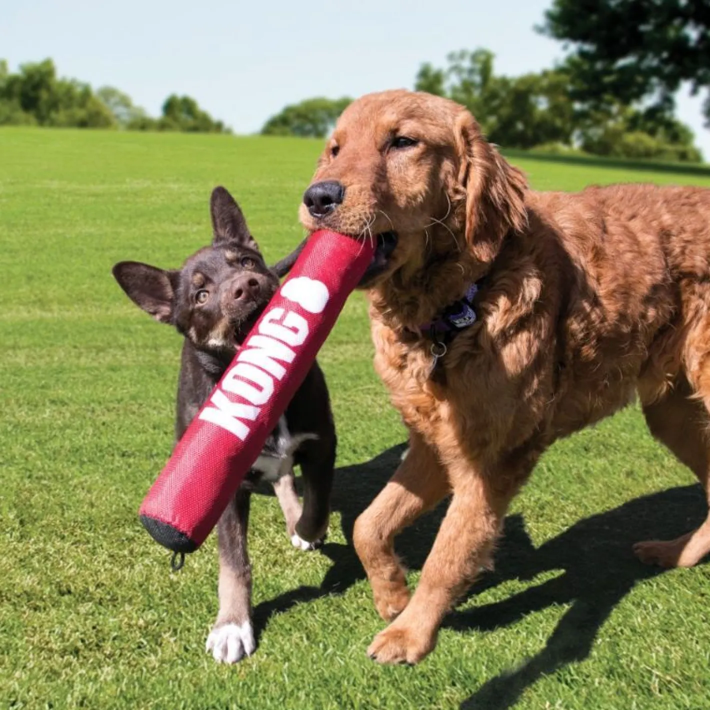 KONG Signature Stick - Safe Fetch Toy with Rattle & Squeak for Dogs New