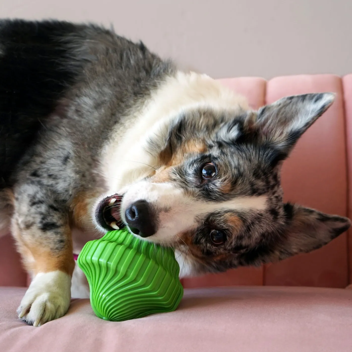 KONG Squeezz Orbitz Spin Top Squeaker Dog Toy - Random Colour - S/M Clearance