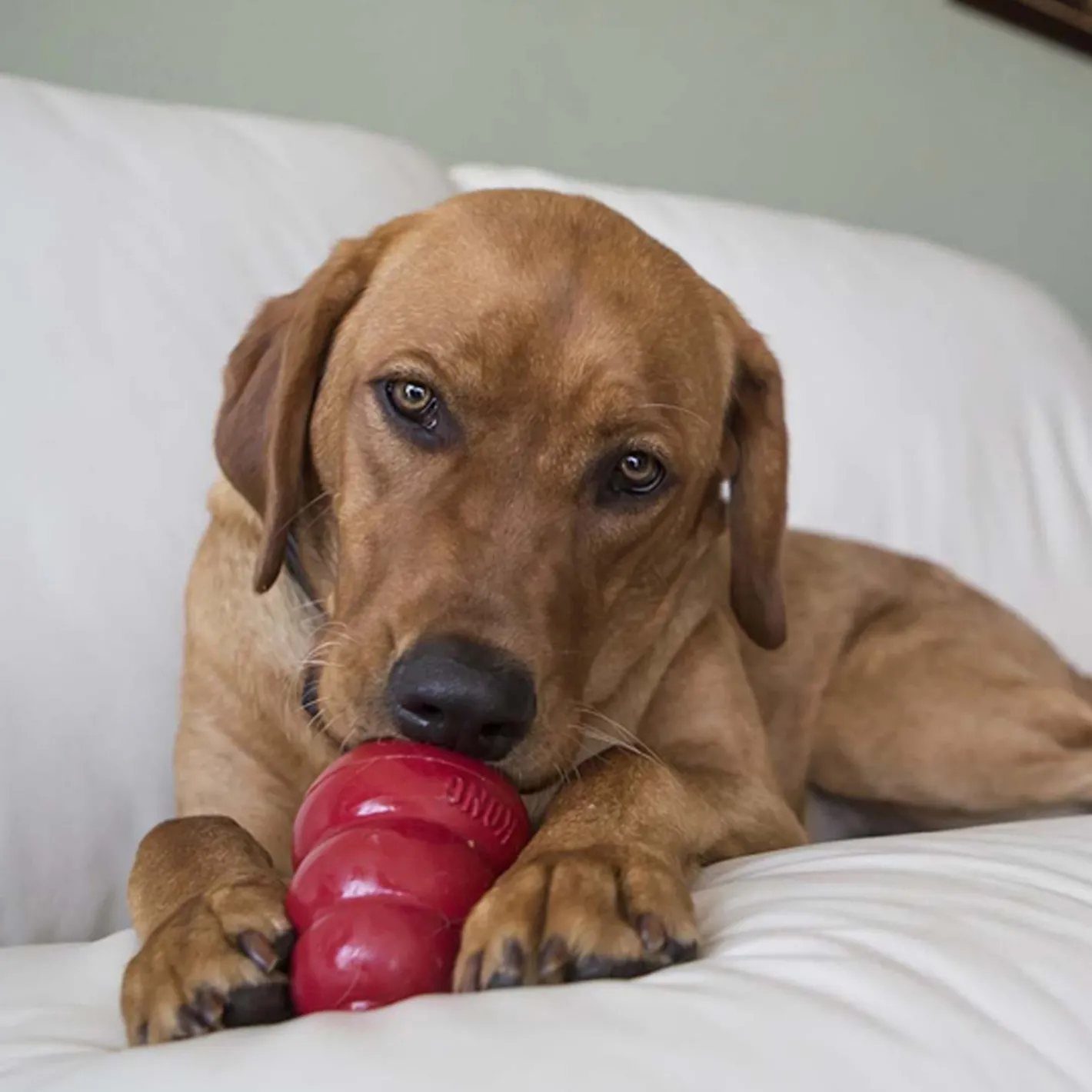 KONG Stuff'n Liver Biscuit Snacks for Medium-Large Dogs 300g Discount