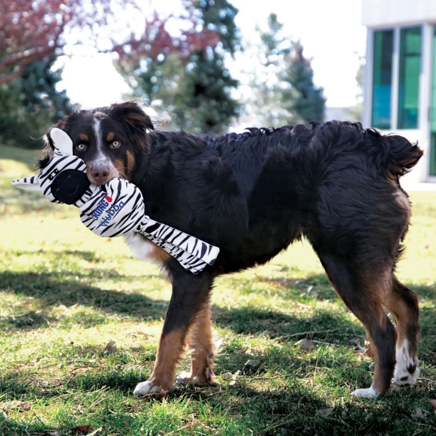 KONG Wubba No Stuff Squeaker Dog Toy - Large Zebra Best
