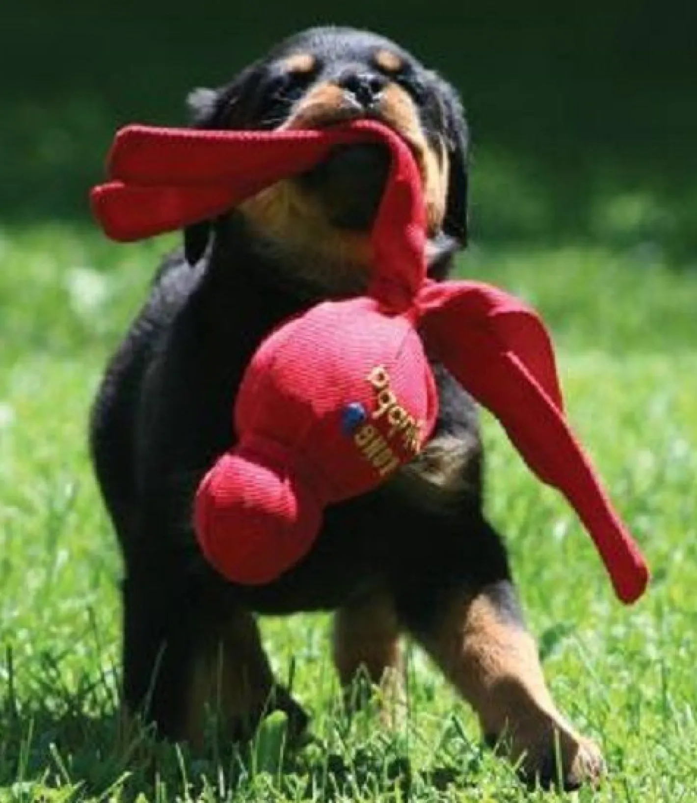 KONG Wubba Tug Toy for Dogs in Assorted Colours Discount