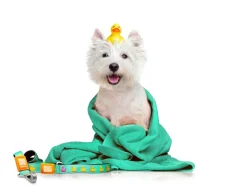 Max & Molly Bandana for Cats & Dogs - Ducklings Discount