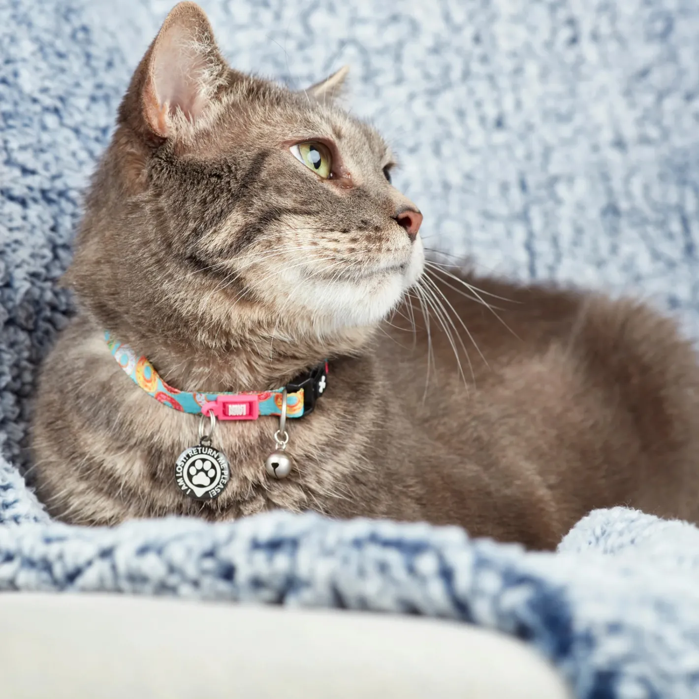 Max & Molly Smart ID Cat Collar - Donuts Clearance