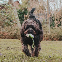 Max & Molly Squeaker Snuggles Dog Toy - Woody the Sheep Hot
