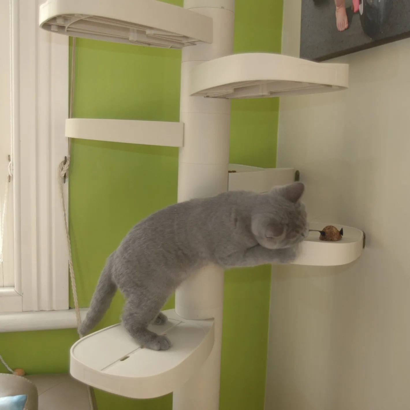 Monkee Tree - The Scalable Cat Climbing Ladder 12 Trunk Starter Pack Outlet