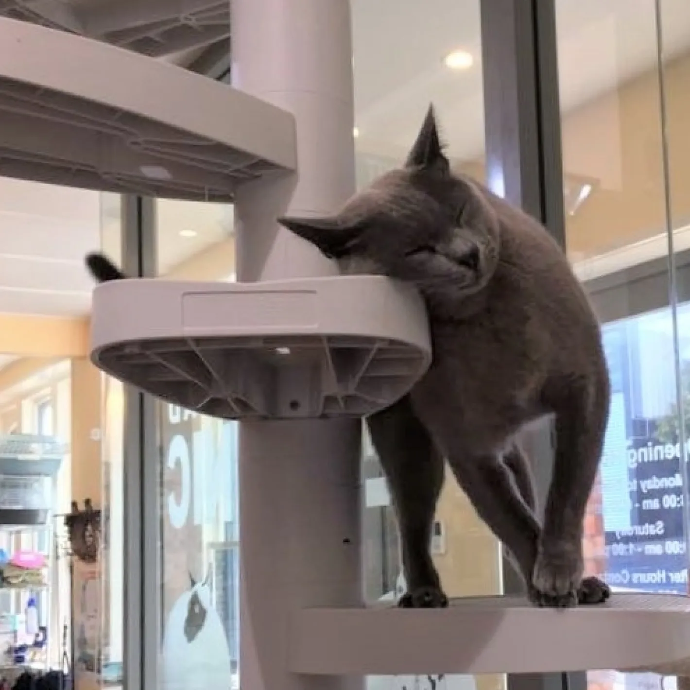 Monkee Tree - The Scalable Cat Climbing Ladder 18 Trunk Starter Pack Fashion