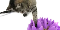 Northmate Catch Interactive Slow Food Cat Bowl Sale