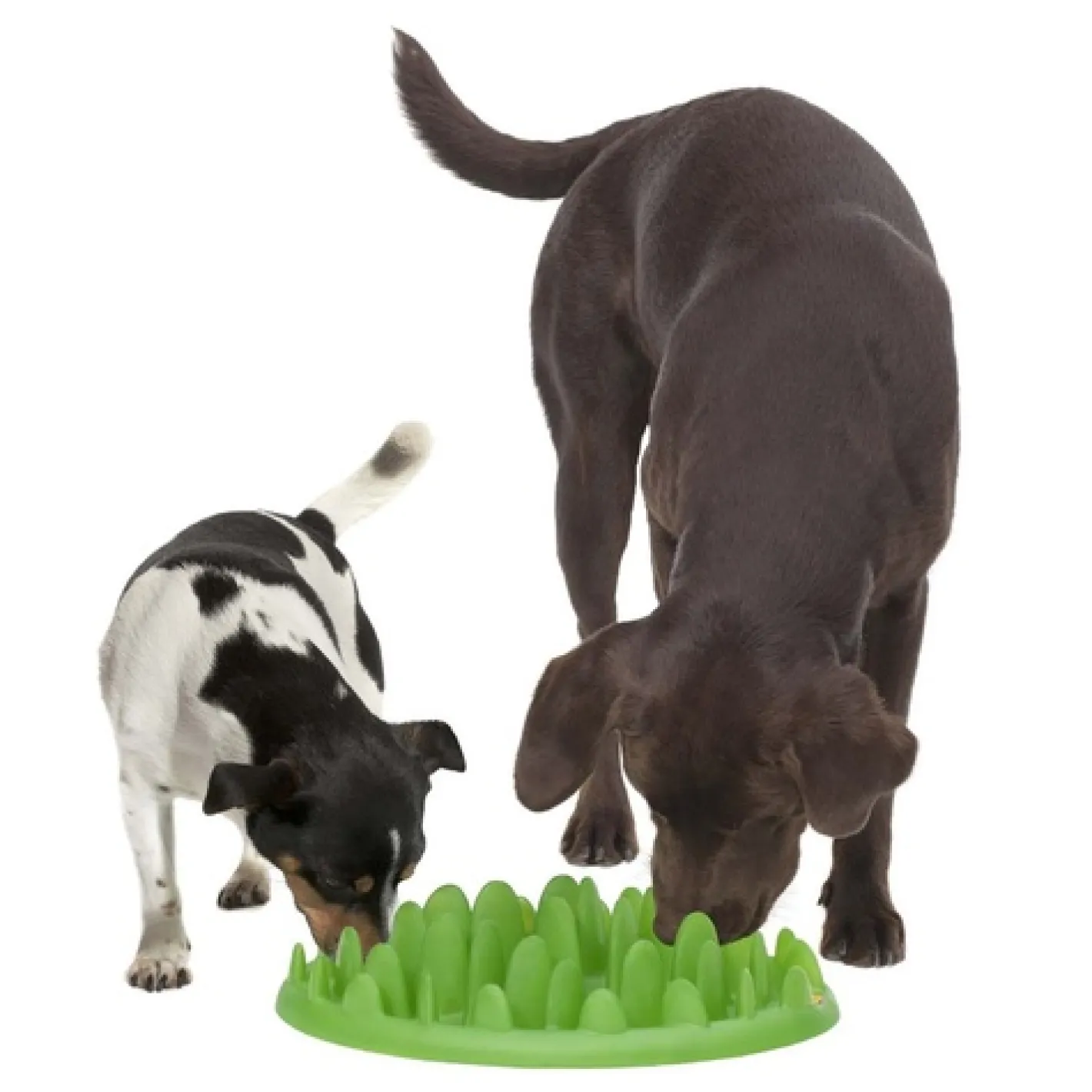 Northmate Green Interactive Slow Food Dog Bowl Sale