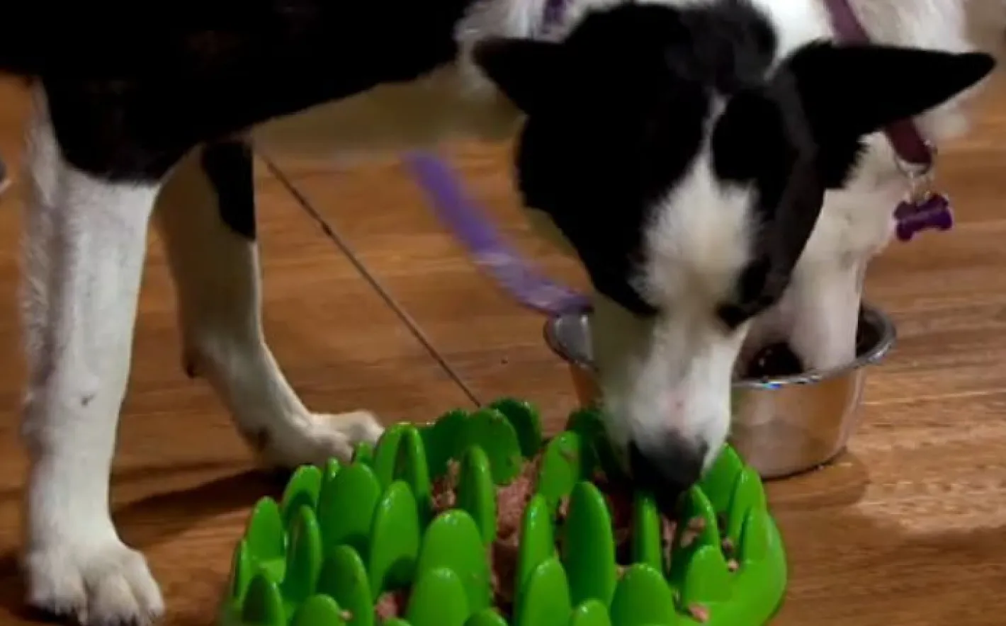 Northmate Green Interactive Slow Food Dog Bowl Sale