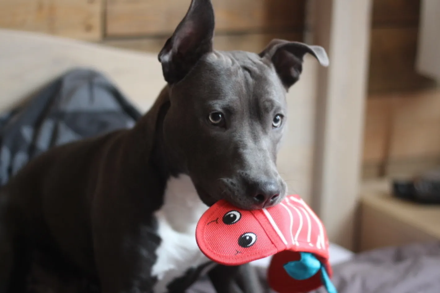 Outward Hound Fire Biterz Tough Red Dragon No Stuffing Squeaker Dog Toy Clearance