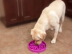 Outward Hound Fun Feeder Interactive Slow Bowl for Dogs - Purple Flower Outlet