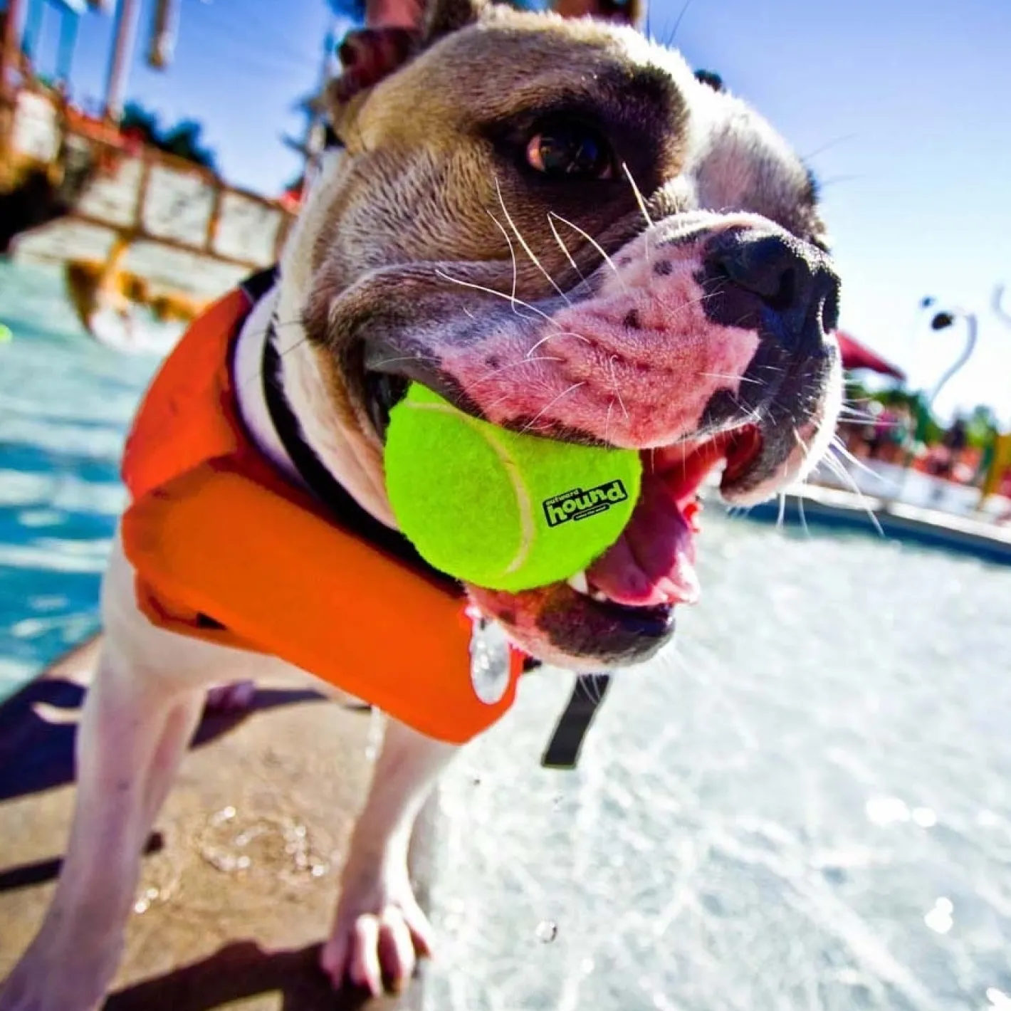Outward Hound "Granby Splash" Life Vest Jacket for Dogs *New Design Clearance