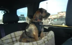 Petsafe Happy Ride (prev. Solvit) Quilted Jumbo On-Seat Booster Safety Seat for Dogs Hot