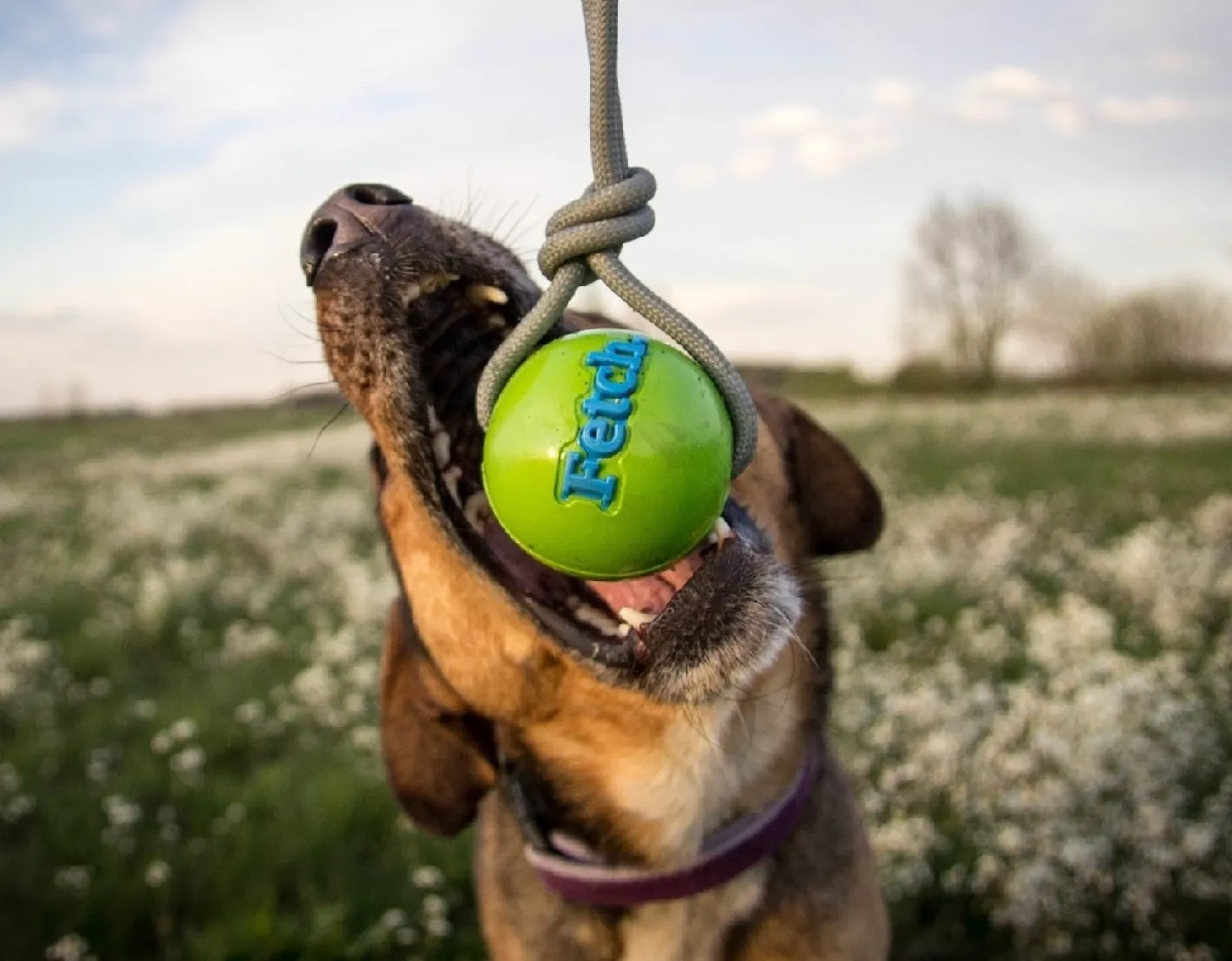 Planet Dog Orbee Tuff Fetch Ball Tough Dog Toy with Rope Clearance