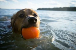 Planet Dog Orbee Tuff Fresh Breath Squeaker Fetch Ball for Dogs Sale