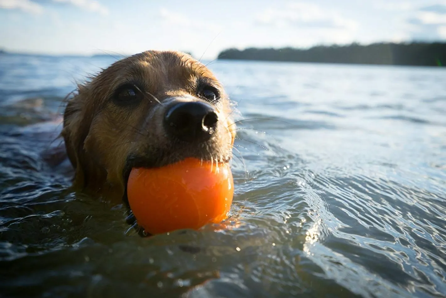Planet Dog Orbee Tuff Fresh Breath Squeaker Fetch Ball for Dogs Sale