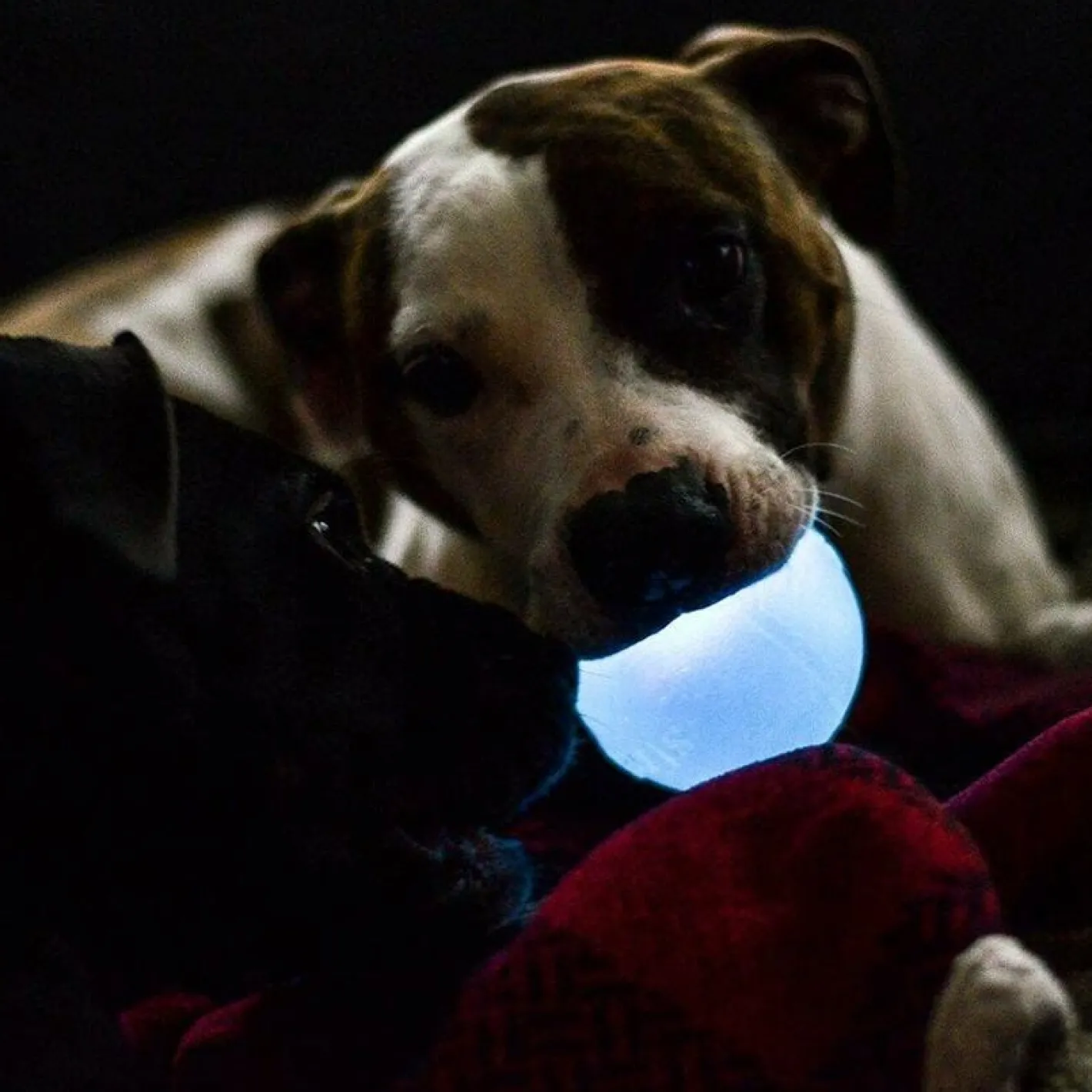 Planet Dog Orbee-Tuff Flashing Strobe Ball Dog Toy - Glow in the Dark Best