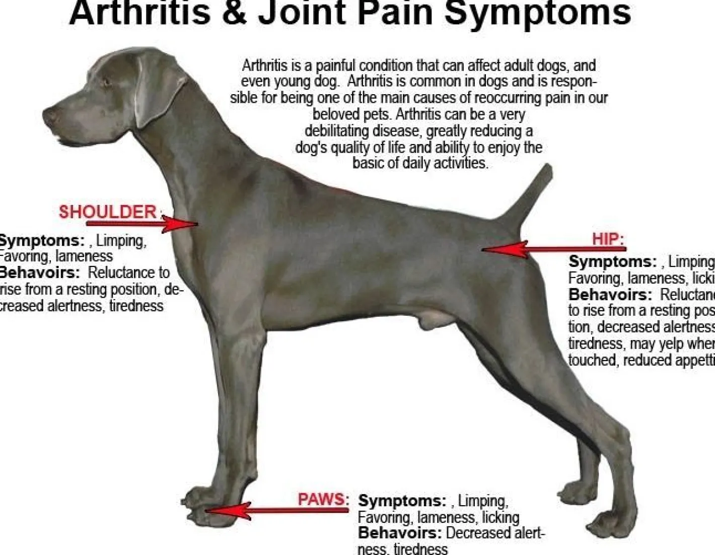 Sashas Blend Sasha's Blend Joint Health Powder for Relief of Arthritis in Dogs - 250g Sale