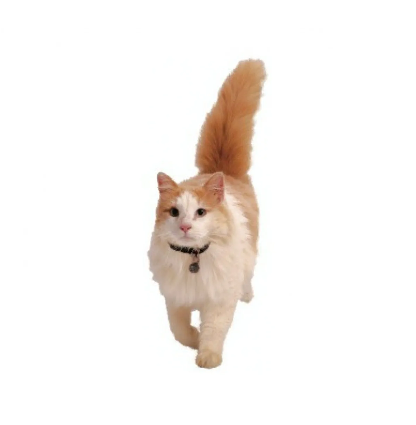 PetSafe Staywell Deluxe Magnetic Cat Flap Door Set Best